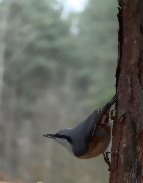 Kowalik, kowalik zwyczajny, bargiel (Sitta europaea)