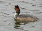 Perkoz dwuczuby (Podiceps cristatus)
