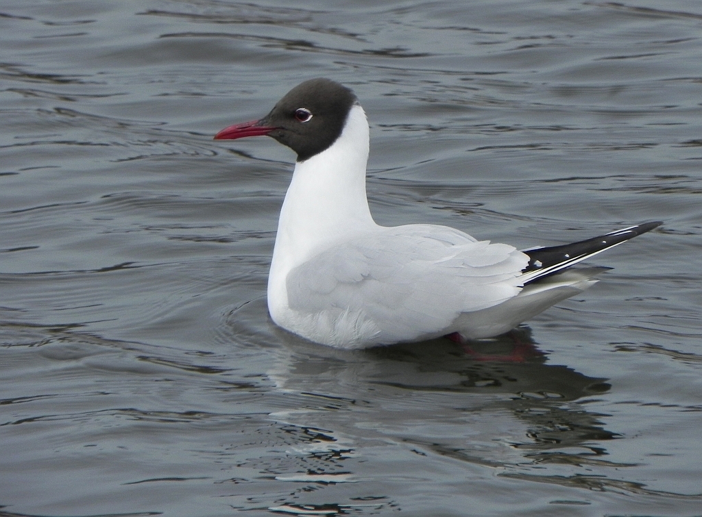 Mewa śmieszka, śmieszka (Chroicocephalus ridibundus)