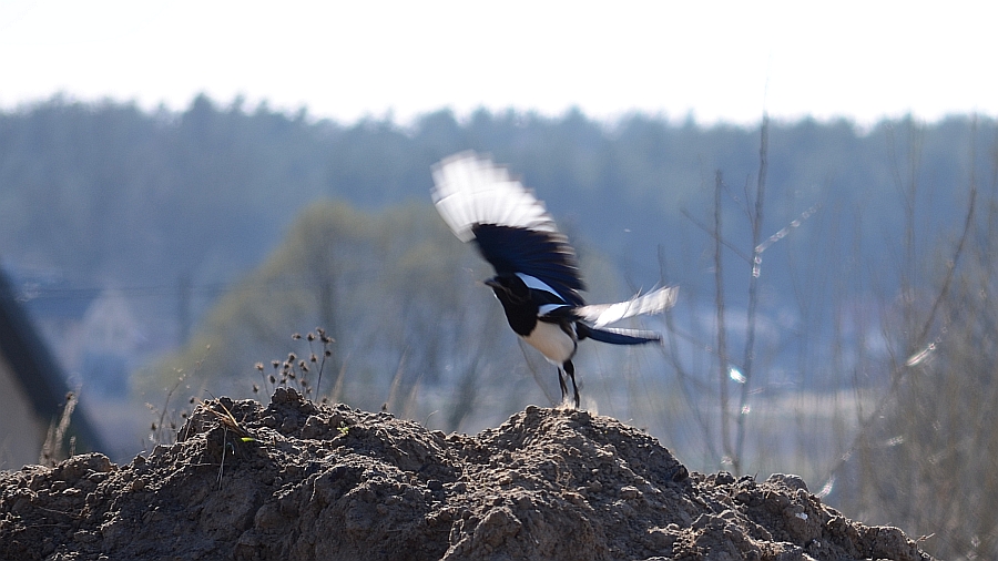 Sroka zwyczajna, sroka pospolita, sroka (Pica pica)