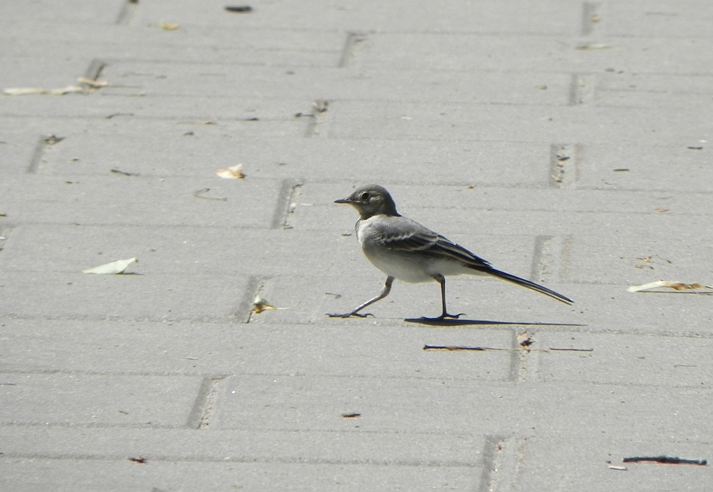 Pliszka siwa (Motacilla alba)
