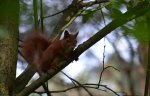 Wiewiórka pospolita, wiewiórka ruda (Sciurus vulgaris)