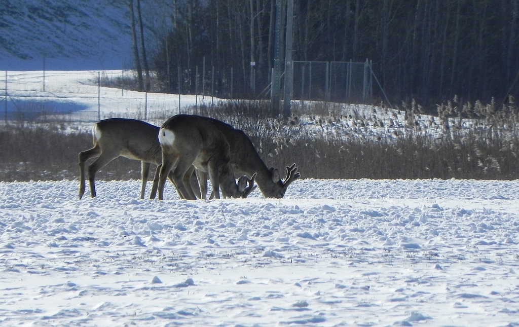 Sarna europejska (Capreolus capreolus)