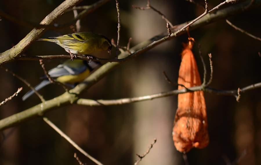 Bogatka zwyczajna i czyż