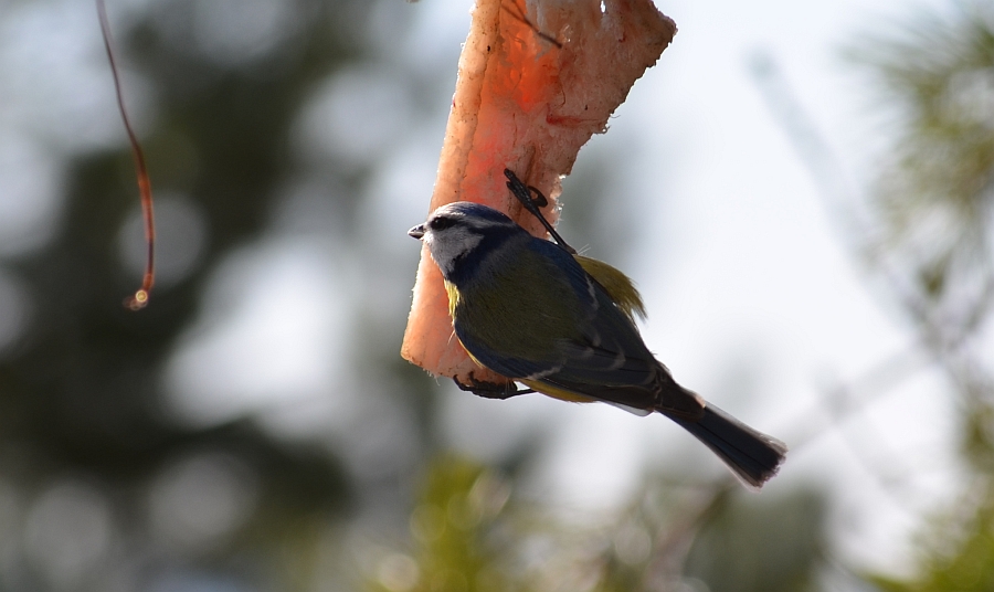Modraszka zwyczajna, modraszka, sikora modra (Cyanistes caeruleus)