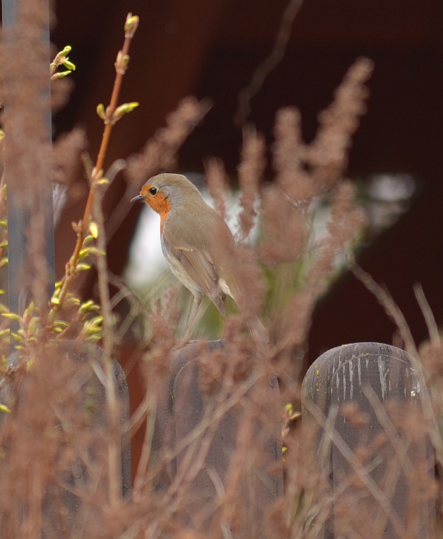 Rudzik, rudzik zwyczajny, raszka (Erithacus rubecula)