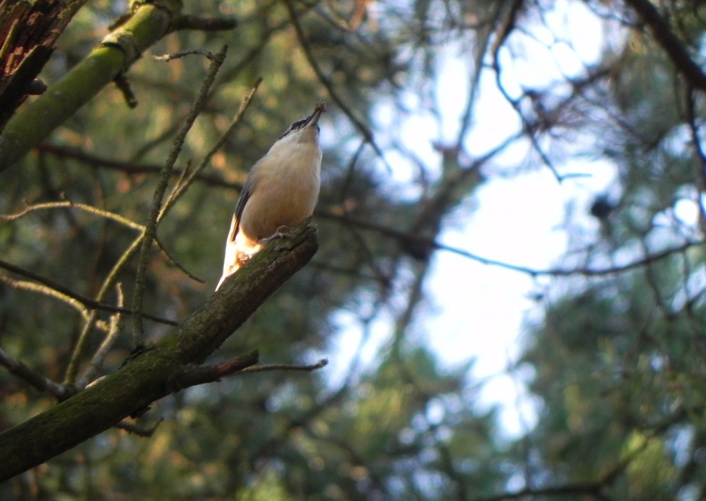 Kowalik, kowalik zwyczajny, bargiel (Sitta europaea)