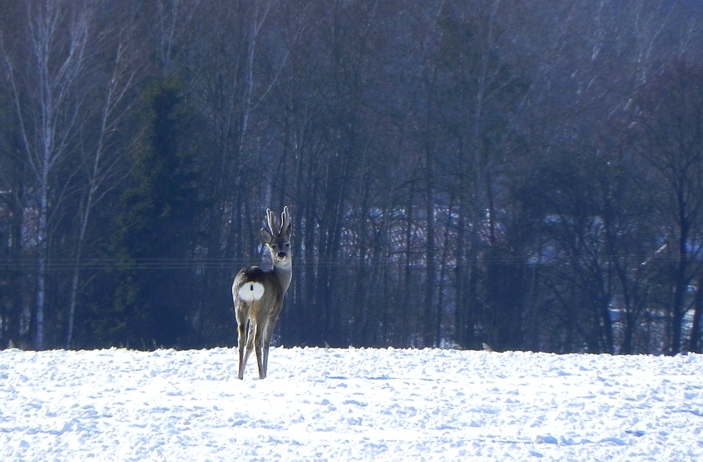 Sarna europejska (Capreolus capreolus)