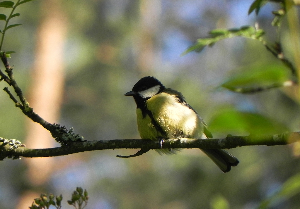 Bogatka, sikora bogatka (Parus major)
