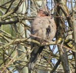 Sójka zwyczajna (Garrulus glandarius)