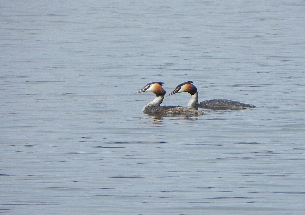 Perkoz dwuczuby (Podiceps cristatus)