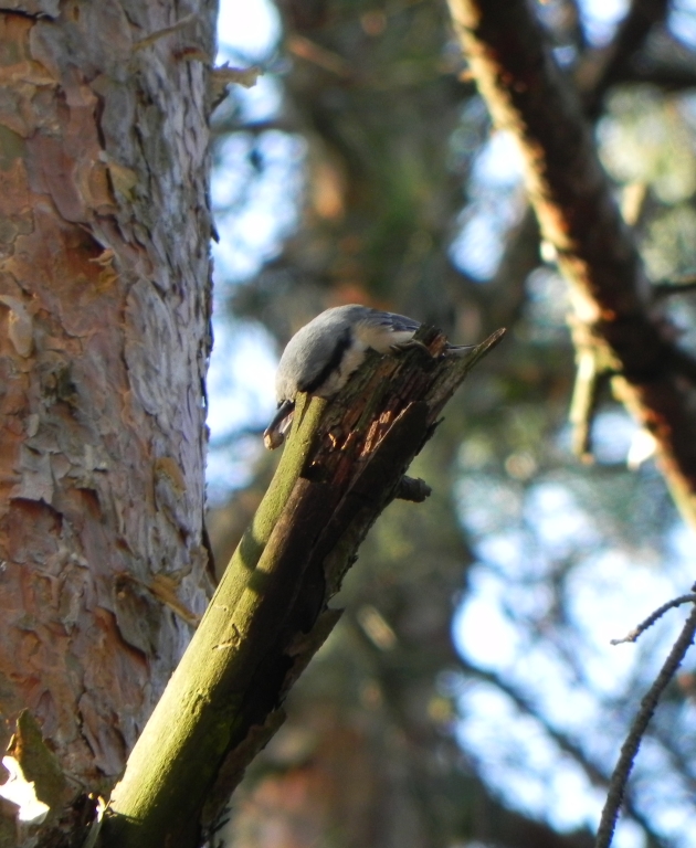 Kowalik, kowalik zwyczajny, bargiel (Sitta europaea)