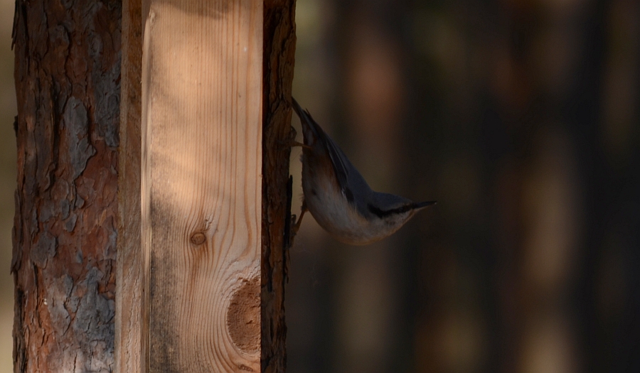 Kowalik, kowalik zwyczajny, bargiel (Sitta europaea)