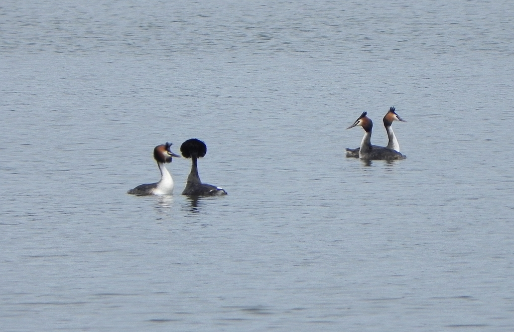 Perkoz dwuczuby (Podiceps cristatus)