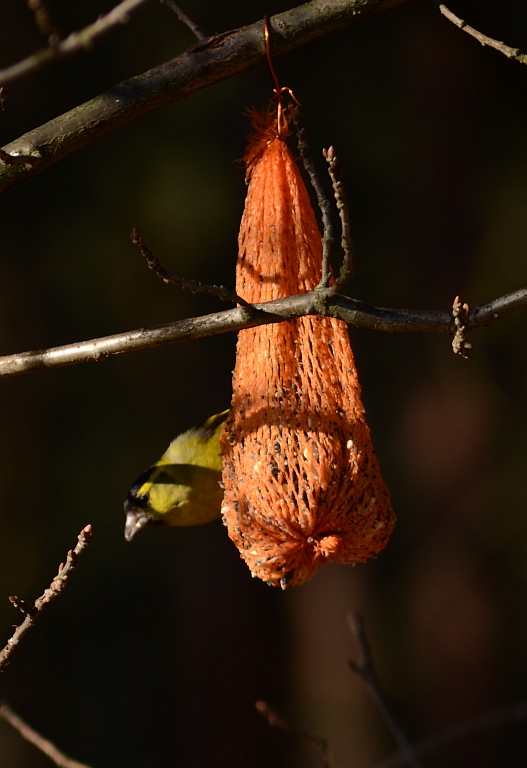 Czyż (Carduelis spinus)