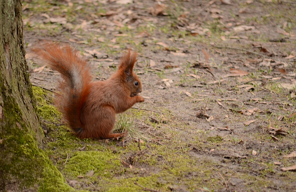 Wiewiórka pospolita, wiewiórka ruda (Sciurus vulgaris)