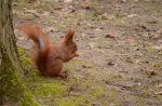 Wiewiórka pospolita, wiewiórka ruda (Sciurus vulgaris)