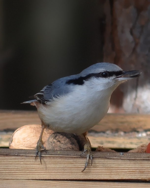 Kowalik, kowalik zwyczajny, bargiel (Sitta europaea)