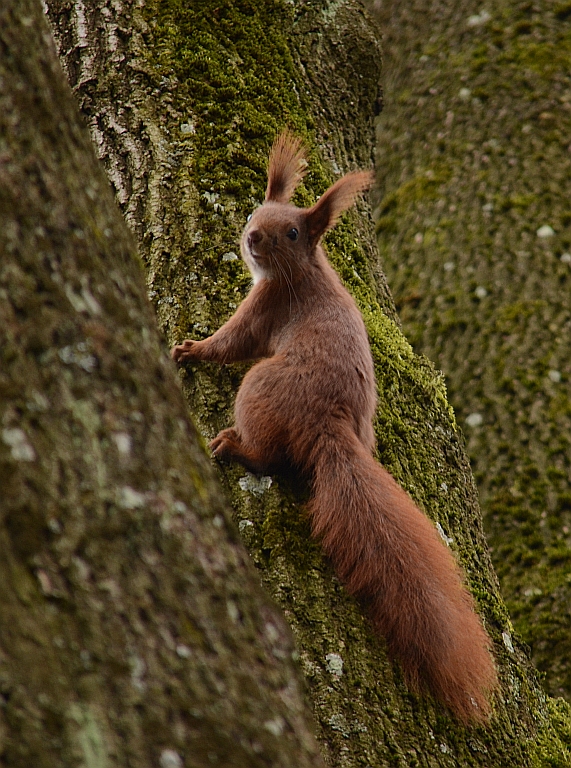 Wiewiórka pospolita, wiewiórka ruda (Sciurus vulgaris)