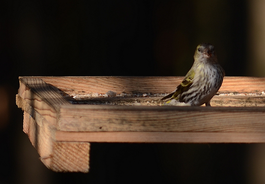 Czyż (Carduelis spinus)
