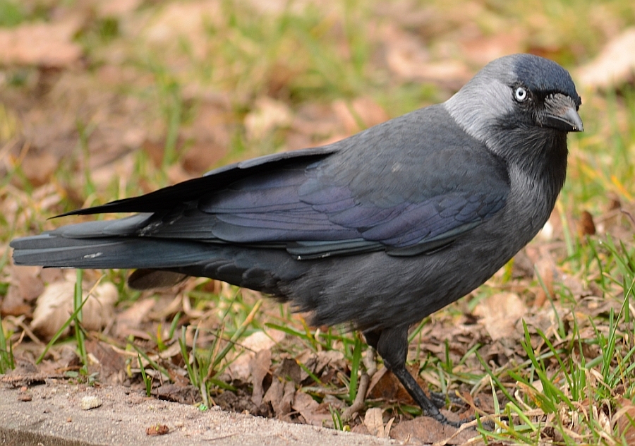 Kawka zwyczajna, kawka (Coloeus monedula)