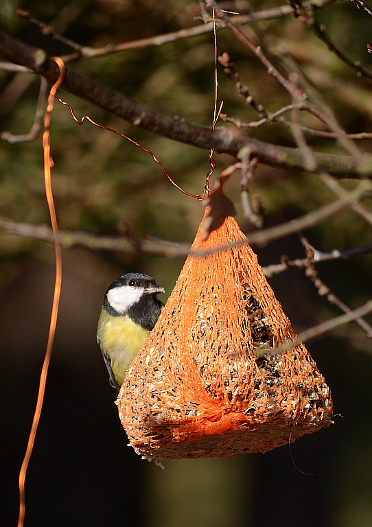 Bogatka zwyczajna, bogatka, sikora bogatka (Parus major)