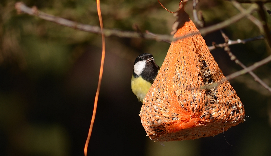 Bogatka zwyczajna, bogatka, sikora bogatka (Parus major)
