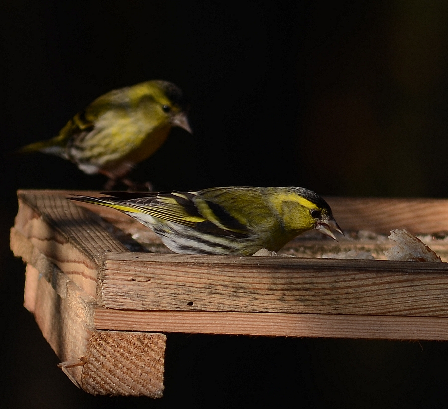 Czyż (Carduelis spinus)