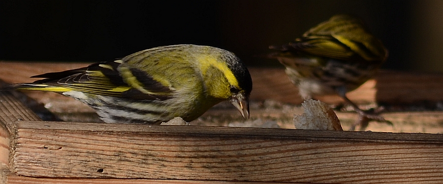 Czyż (Carduelis spinus)