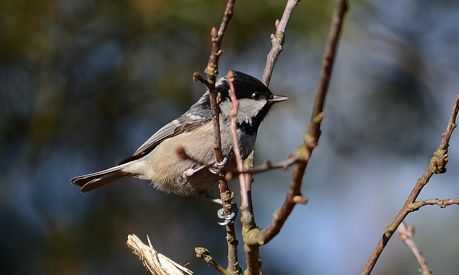 Sosnówka, sikora sosnówka (Periparus ater)