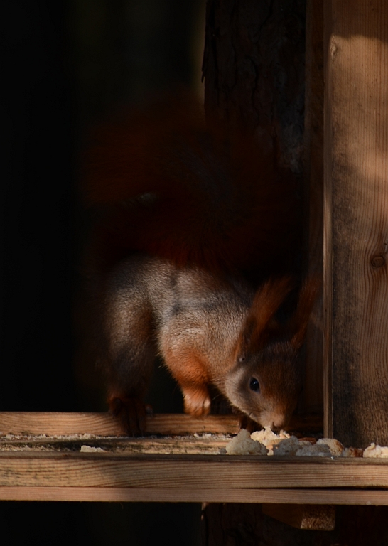 Wiewiórka pospolita, wiewiórka ruda (Sciurus vulgaris)