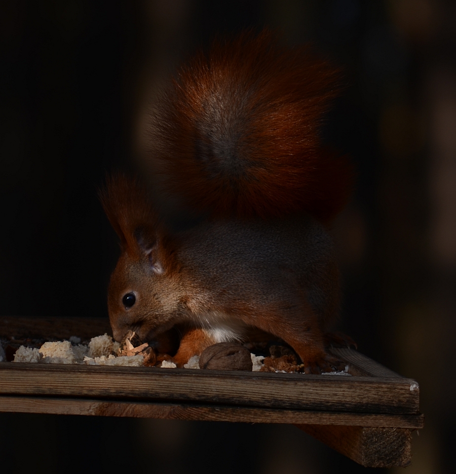 Wiewiórka pospolita, wiewiórka ruda (Sciurus vulgaris)