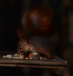 Wiewiórka pospolita, wiewiórka ruda (Sciurus vulgaris)