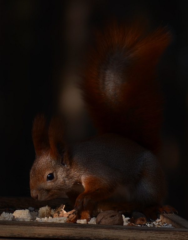 Wiewiórka pospolita, wiewiórka ruda (Sciurus vulgaris)