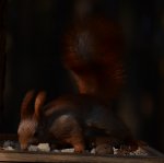 Wiewiórka pospolita, wiewiórka ruda (Sciurus vulgaris)