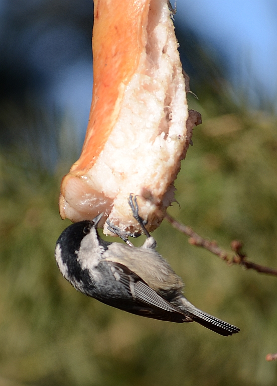 Sosnówka, sikora sosnówka (Periparus ater)