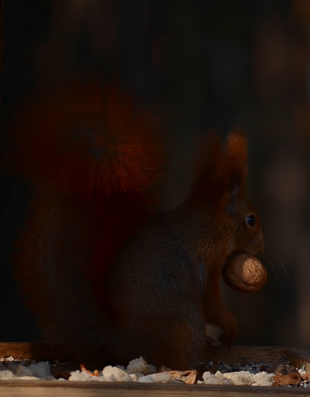 Wiewiórka pospolita, wiewiórka ruda (Sciurus vulgaris)