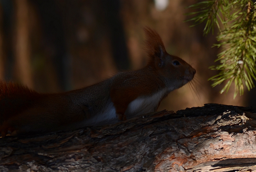 Wiewiórka pospolita, wiewiórka ruda (Sciurus vulgaris)