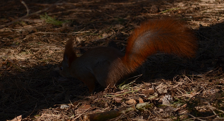 Wiewiórka pospolita, wiewiórka ruda (Sciurus vulgaris)