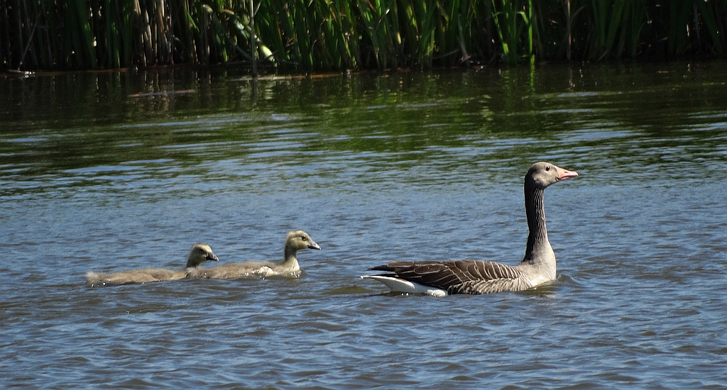 Gęgawa, gęś gęgawa (Anser anser)