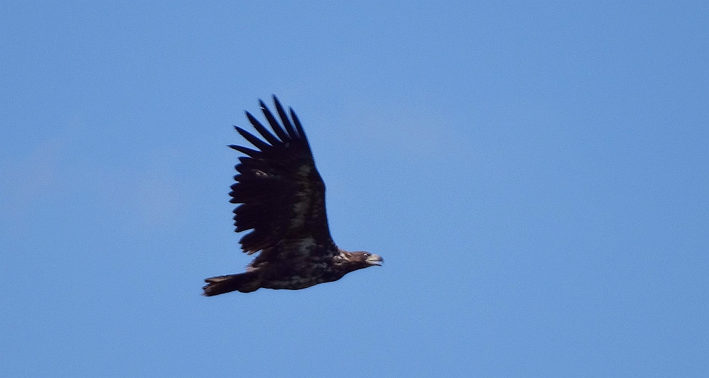 Bielik zwyczajny, bielik (Haliaeetus albicilla)