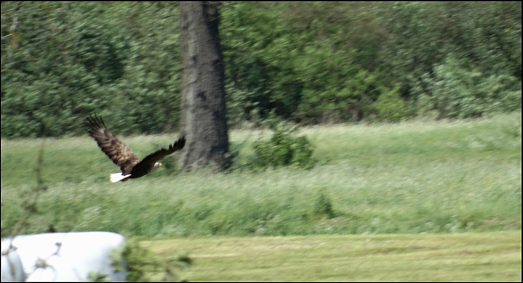 Bielik zwyczajny, bielik (Haliaeetus albicilla)