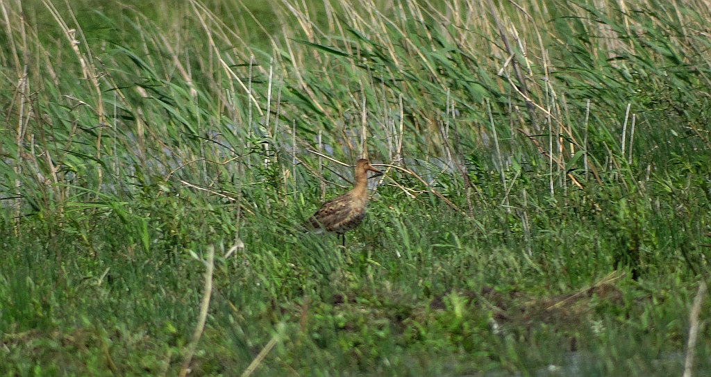 Rycyk, szlamik rycyk (Limosa limosa)