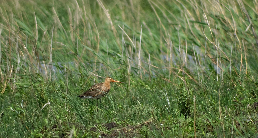 Rycyk, szlamik rycyk (Limosa limosa)
