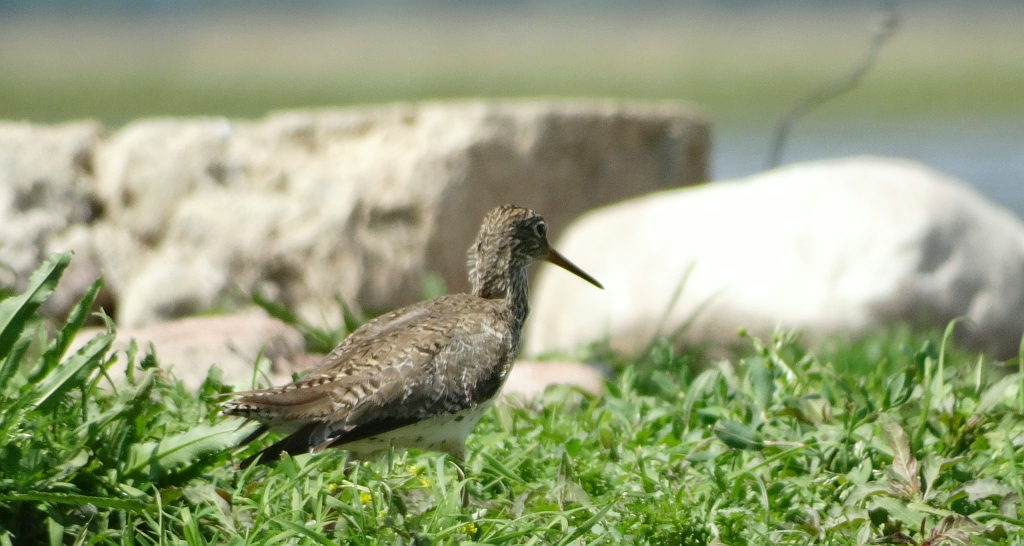 Krwawodziób, brodziec krwawodzioby (Tringa totanus)