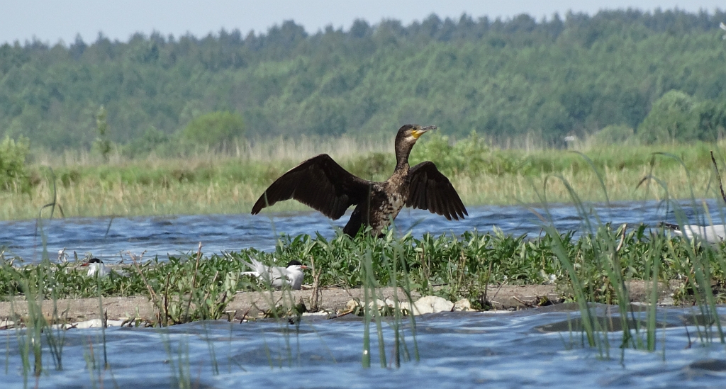 Kormoran zwyczajny, kormoran czarny (Phalacrocorax carbo)