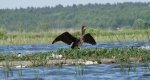 Kormoran zwyczajny, kormoran czarny (Phalacrocorax carbo)