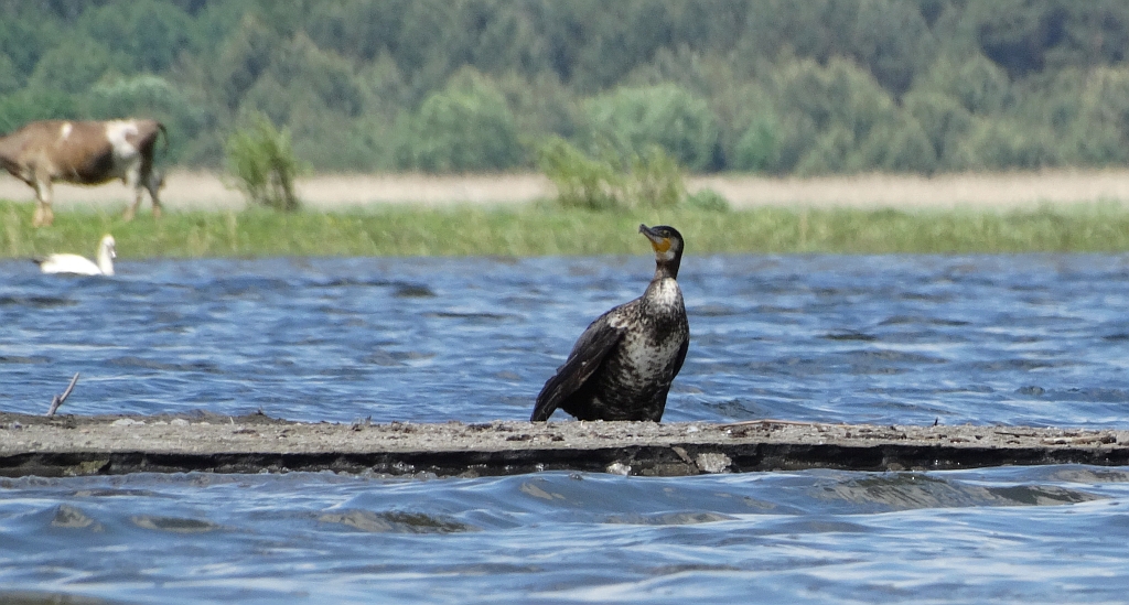 Kormoran zwyczajny, kormoran czarny (Phalacrocorax carbo)
