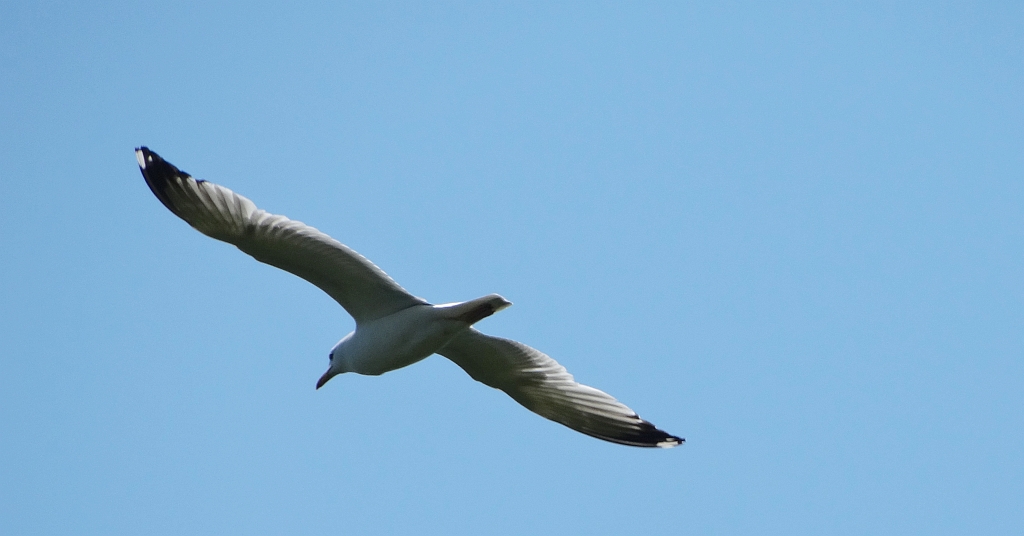 Mewa siwa, mewa pospolita (Larus canus)