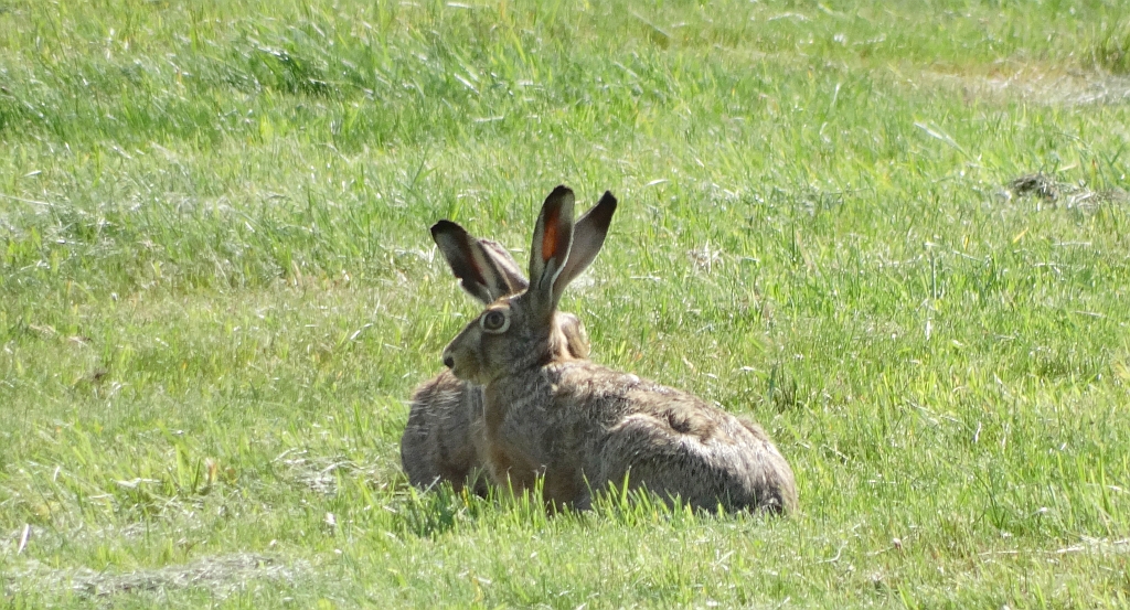 Zając szarak (Lepus europaeus)